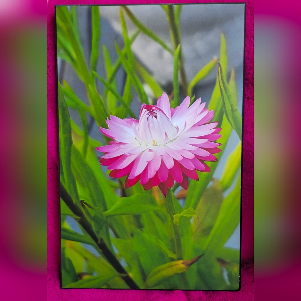 Strawflower Photo Framed on Wood By ARTMILL - Picture 2 of 6